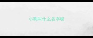 小狗叫什么名字呢