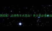哈士奇真实起源国家边境牧羊犬混血养之前必看的血统与饲养指南