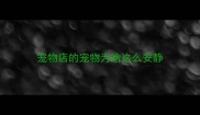 宠物店的宠物为啥这么安静