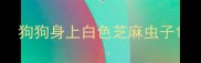 狗狗身上白色芝麻虫子