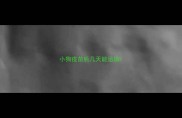 小狗疫苗后几天能运输