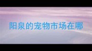 阳泉的宠物市场在哪