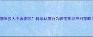 猫咪多大不再抓咬科学幼猫行为转变期及应对策略
