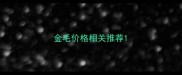 金毛价格相关推荐