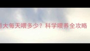 边境牧羊犬6个月大每天喂多少科学喂养全攻略附每日食谱