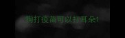狗打疫苗可以打耳朵