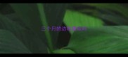 三个月的边牧喜欢叫