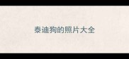 泰迪狗的照片大全