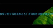 边牧换牙期牙齿脱落怎么办资深兽医详解护理全攻略