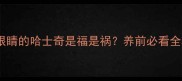 棕色眼睛的哈士奇是福是祸养前必看全攻略
