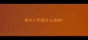 卷毛小狗是什么品种