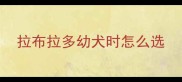 拉布拉多幼犬时怎么选