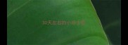 30天左右的小哈士奇