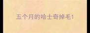 五个月的哈士奇掉毛