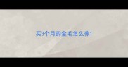 买3个月的金毛怎么养