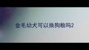 金毛幼犬可以换狗粮吗