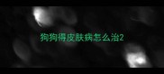 狗狗得皮肤病怎么治