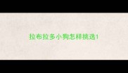 拉布拉多小狗怎样挑选