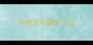 免费领养猫咪上海