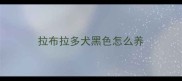 拉布拉多犬黑色怎么养