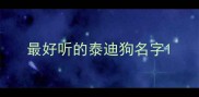 最好听的泰迪狗名字
