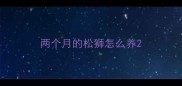 两个月的松狮怎么养