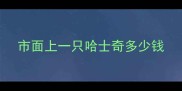 市面上一只哈士奇多少钱