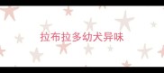 拉布拉多幼犬异味