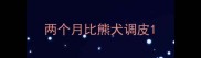 两个月比熊犬调皮