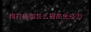 狗打疫苗怎么提高免疫力