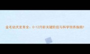 金毛幼犬发育全0-12月龄关键阶段与科学饲养指南