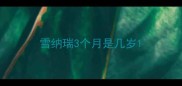 雪纳瑞3个月是几岁