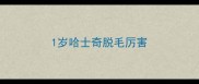 1岁哈士奇脱毛厉害
