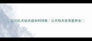 公川红犬幼犬成长时间表公犬母犬发育差异全