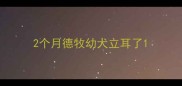 2个月德牧幼犬立耳了