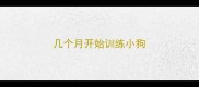 几个月开始训练小狗