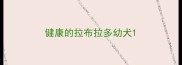 健康的拉布拉多幼犬