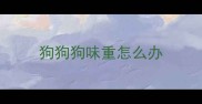 狗狗狗味重怎么办