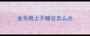 金毛晚上不睡觉怎么办