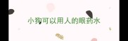 小狗可以用人的眼药水