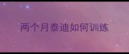 两个月泰迪如何训练