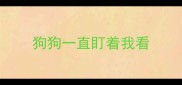 狗狗一直盯着我看