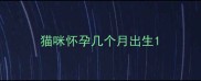 猫咪怀孕几个月出生