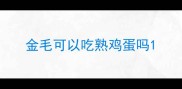金毛可以吃熟鸡蛋吗