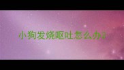 小狗发烧呕吐怎么办
