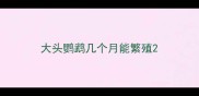 大头鹦鹉几个月能繁殖