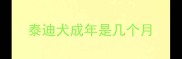泰迪犬成年是几个月