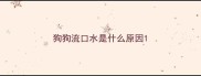 狗狗流口水是什么原因