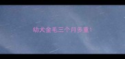 幼犬金毛三个月多重