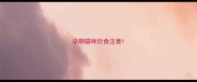 孕期猫咪饮食注意